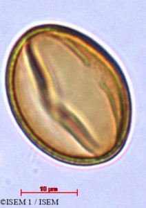 Lobelia urens - lame n° 29421